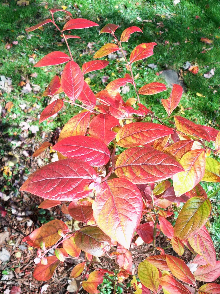 Blueberry foliage in full red autumn color