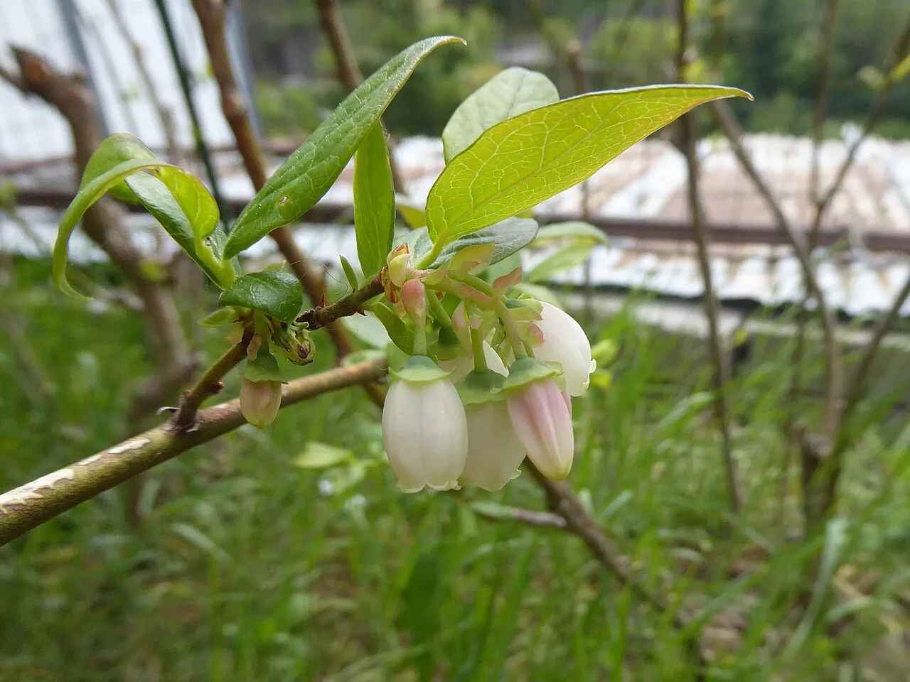 Blueberry blossoms hanging on the cane in spring