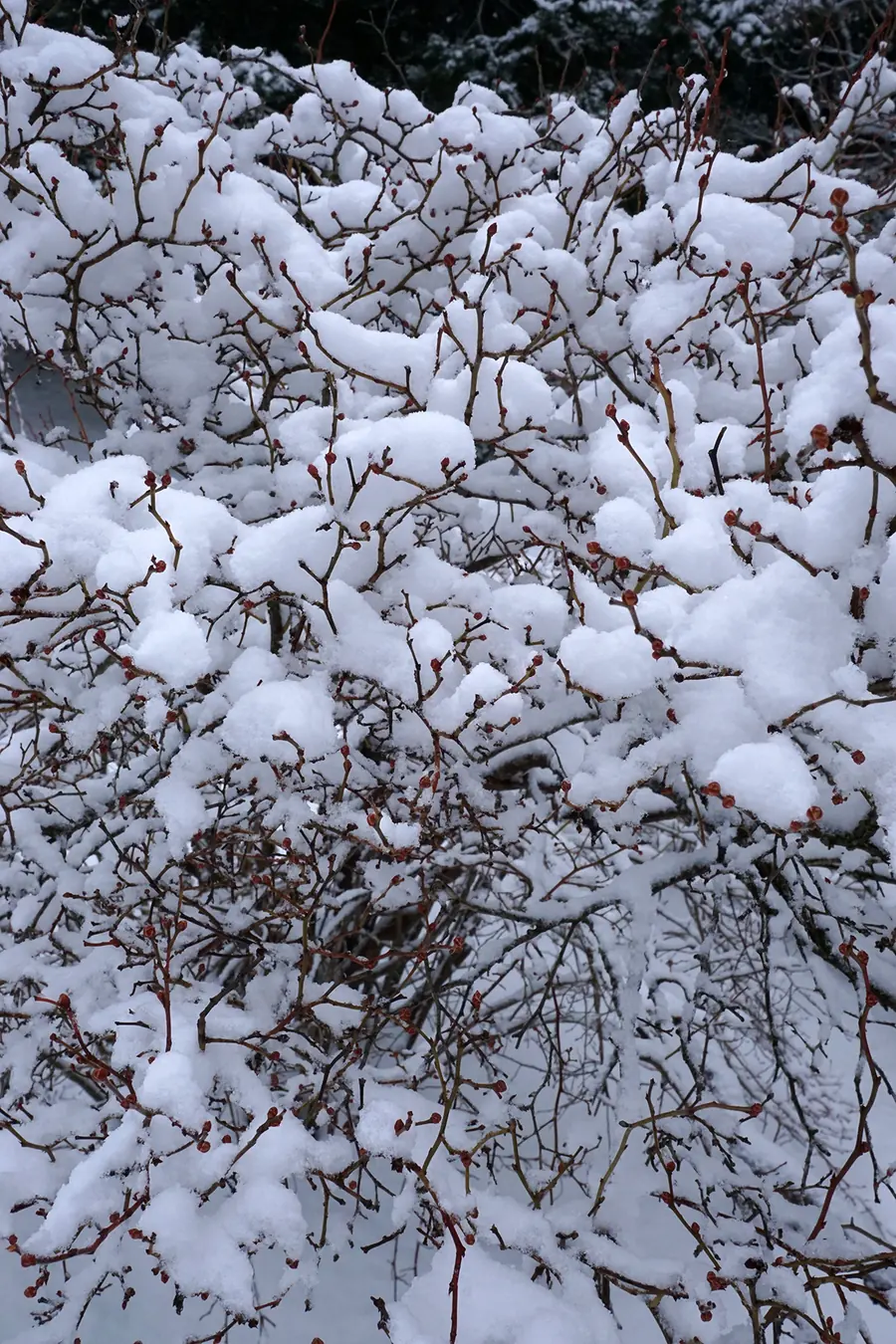 A blueberry bush dormant under snow, banking its winter chill hours