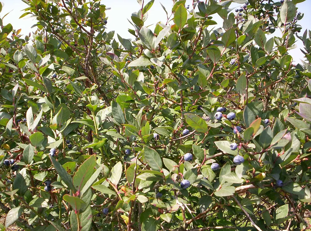 A mature blueberry bush heavy with ripe berries in a garden patch