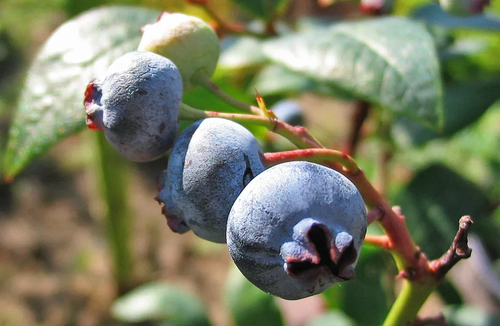 Close-up of extra-large ripe blueberries hanging on the bush