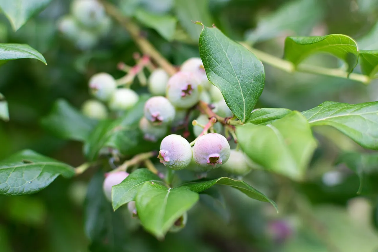 Jewel blueberries ripening from blush to blue on the bush